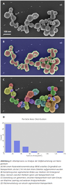 Abbildung 3: Arbeitsprozess zur Analyse der Größenverteilung von Nanopartikeln (A) Mit einem Rasterelektronenmikroskop (REM) erstelltes Originalbild von Nanopartikeln, die bei 2 kV mit dem Inlens -Detektor aufgenommen wurden. (B) Darstellung eines segmentierten Bildes aus Intellesis mit Hintergrund (blau), Grenzen zwischen Partikeln (grün) und Nanopartikeln (rot). (C) Darstellung von getrennten, einzelnen Nanopartikeln nach dem Einsatz von Machine Learning und weiteren Analysemethoden.(D) Flächenverteilung von einzeln segmentierten Nanopartikeln.